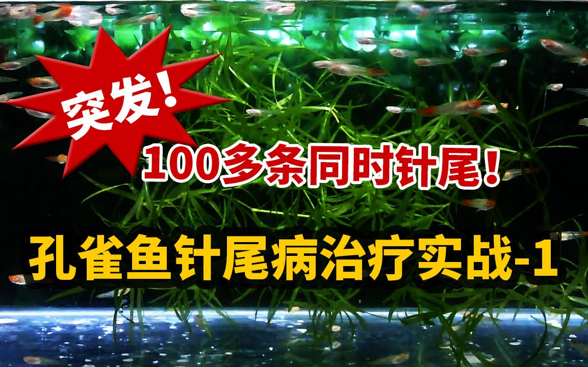 孔雀鱼针尾病治疗实战第1天,100条孔雀鱼集体针尾是什么感觉?