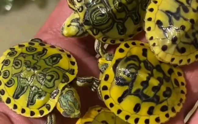 51快到了!送几只变异火焰龟,,,大家三,,,连