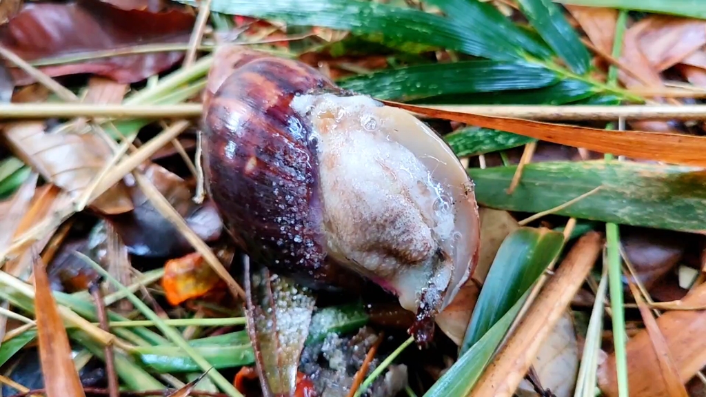 盐焗蜗牛,你们喜欢吗?