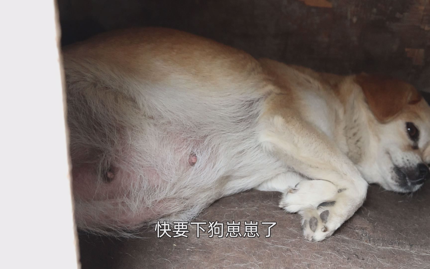 自己跑来的流浪狗怀孕了马上要下崽崽了肚子大得和球一样