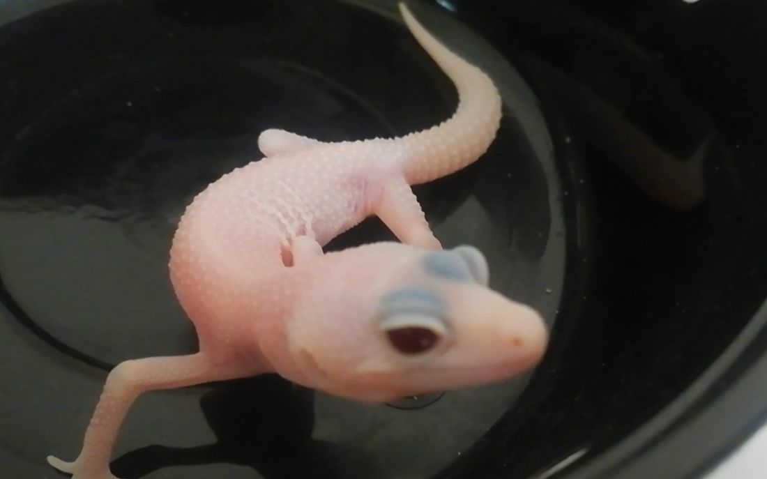 【花式开箱13】超级恶魔白酒(ssdb)豹纹守宫