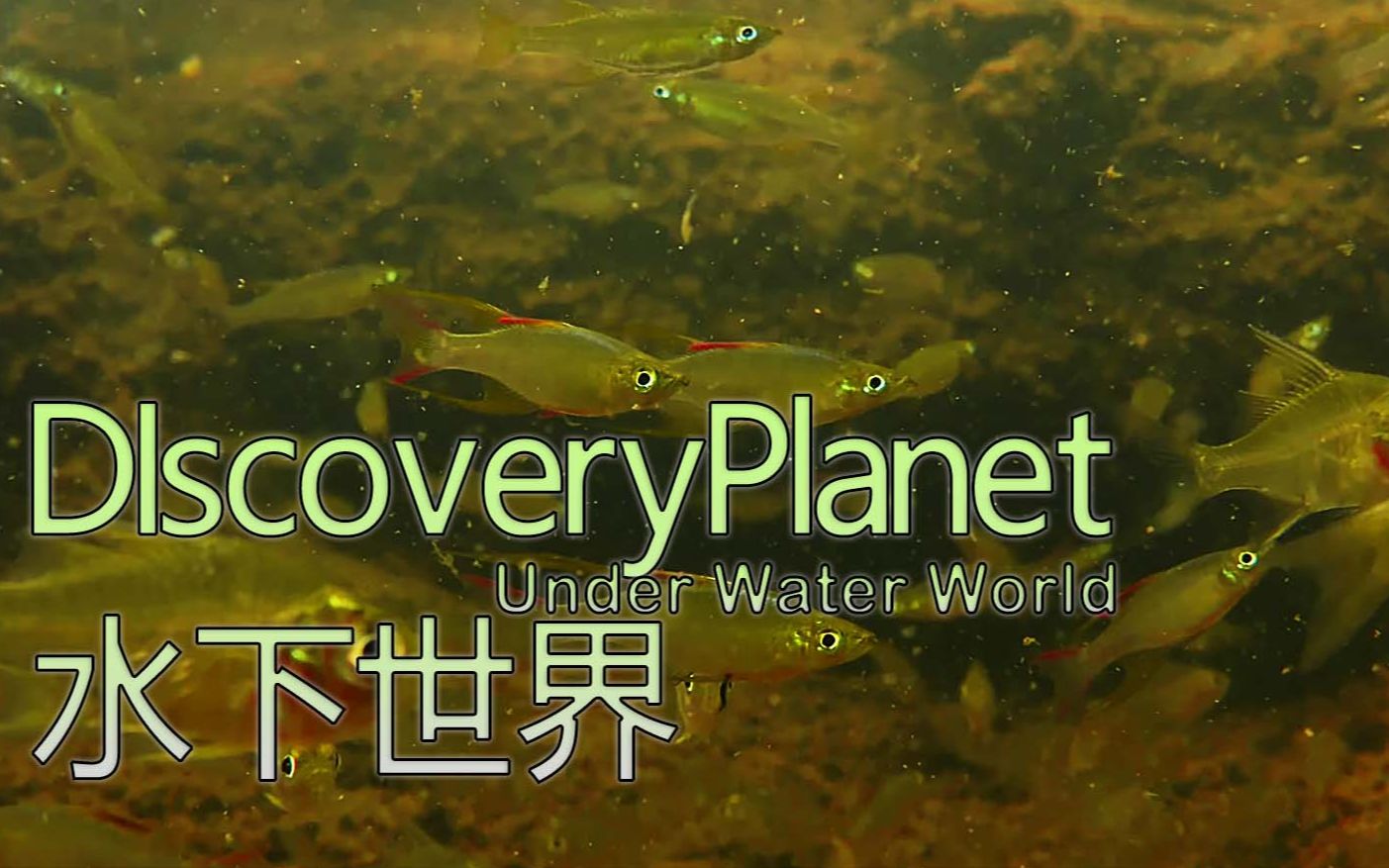 [图]原生水下世界 Unde rWater World  合集（1）【4K】5P