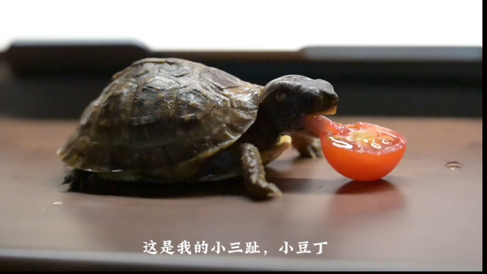 美国留子的半水龟箱