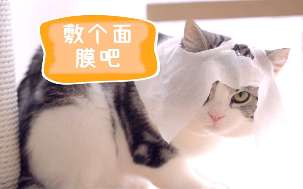 给猫咪敷个面膜看看