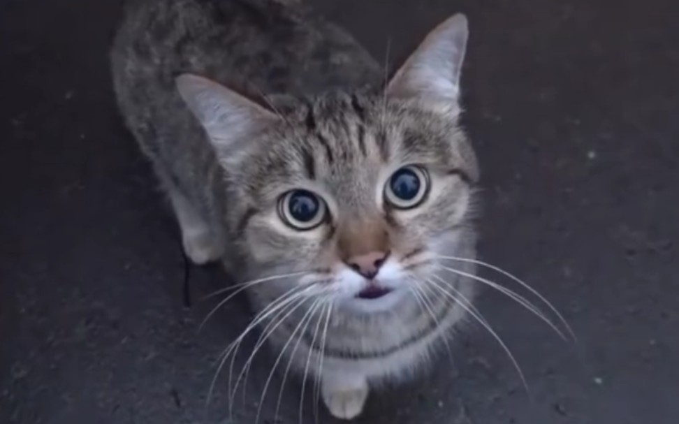 [图]狸花猫跟人亲昵的样子太可爱啦