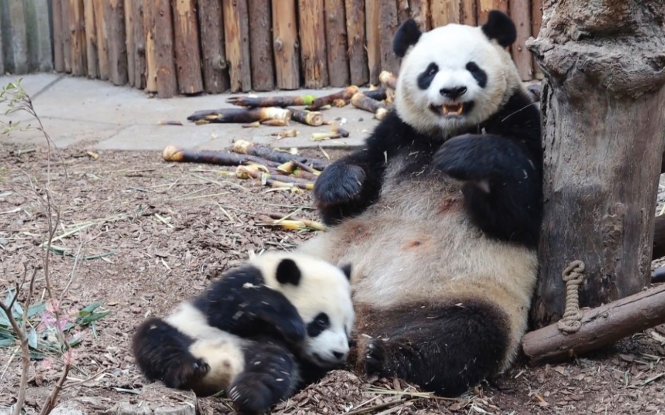 [图]【大熊猫雅莉&雅颂】妈妈是孩子最好的榜样，妈妈教得好，宝宝学得棒