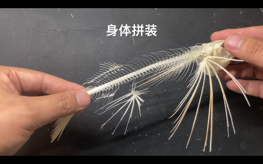 飞鱼骨骼标本组装(三)身体拼装