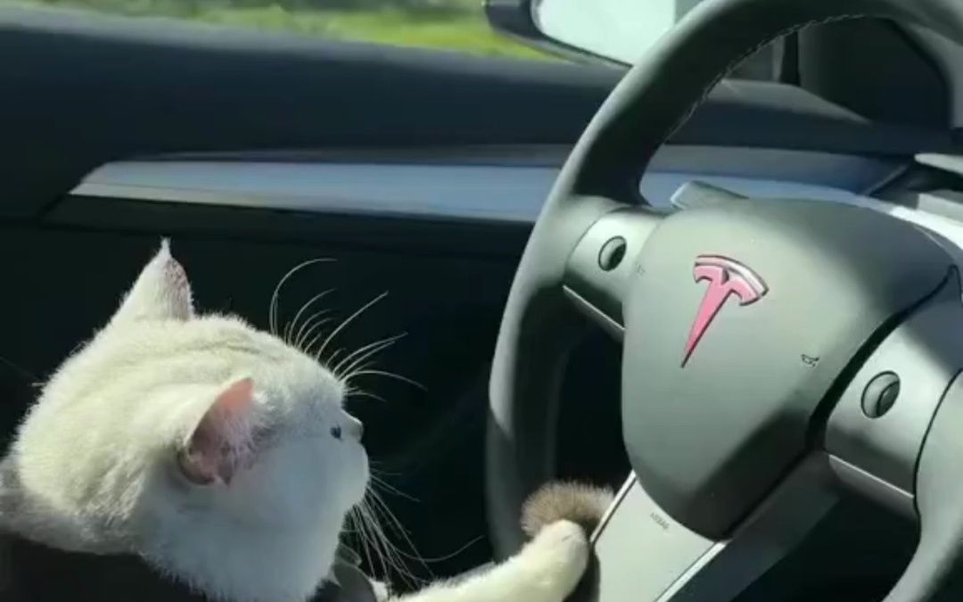 猫咪驾驶特斯拉7815 97