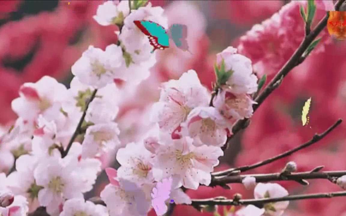 [图]歌曲 桃花开MV—小村