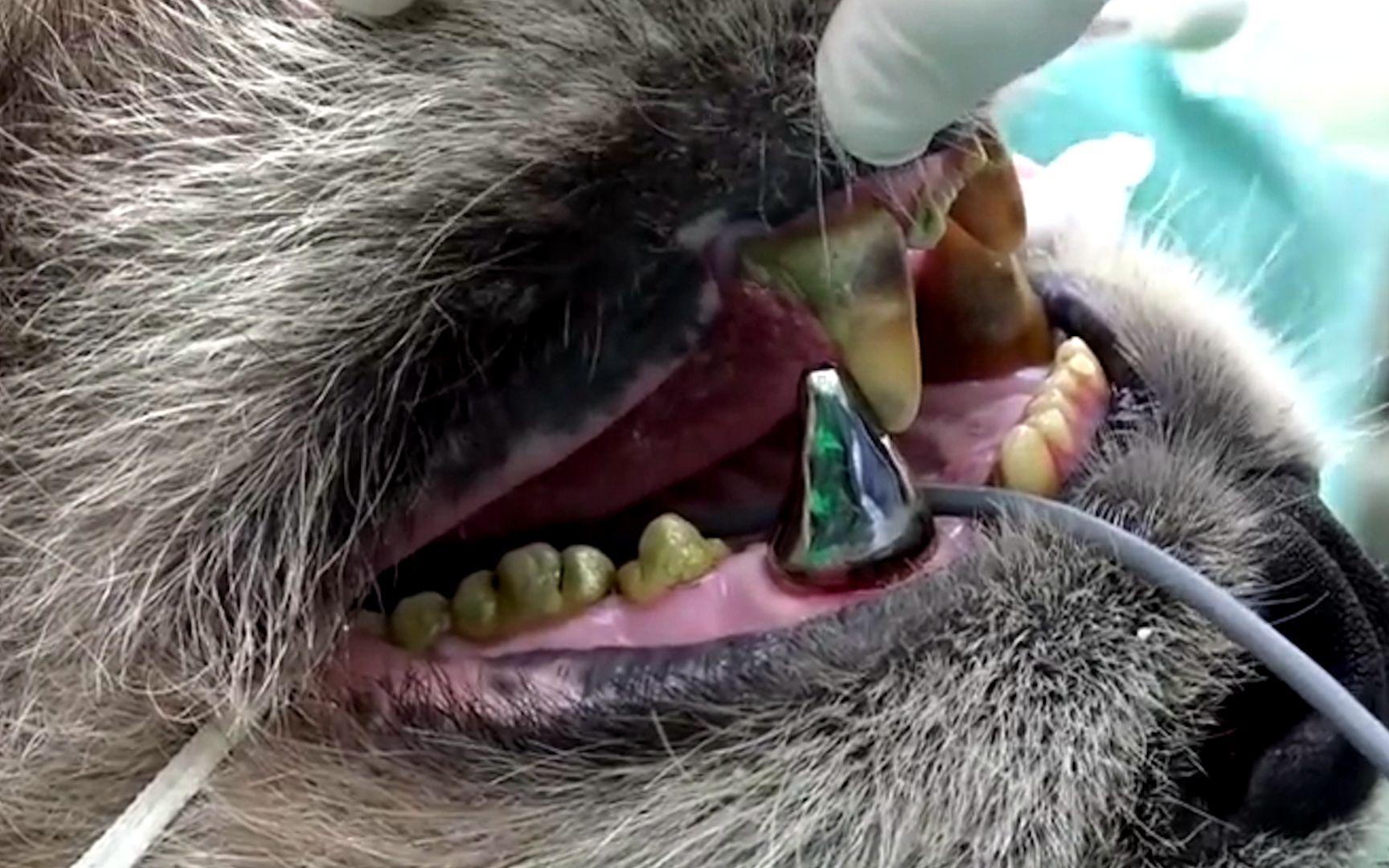 熊猫不慎硌断一颗牙兽医为其安装钛合金假牙啃石头都不在话下