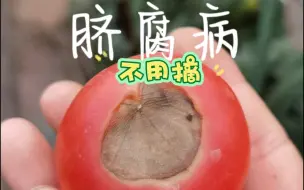 Descargar video: 脐腐病番茄不需要摘掉，长好了还能吃呀。