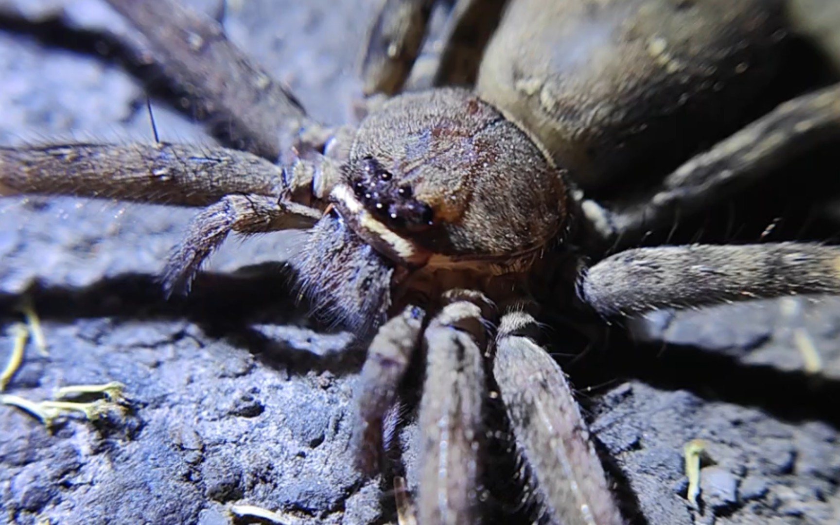 【生物记录】近距离观察恐怖直立猿杀手(白额巨蟹蛛heteropoda