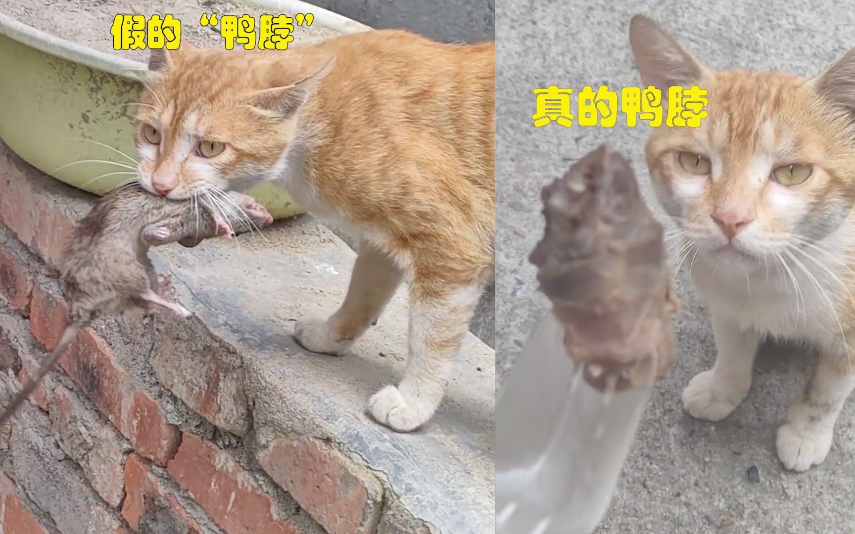 [图]橘猫被主人奖励鼠鼠，隔天又奖励鸭脖，网友留言：为什么自己不吃“鸭脖”