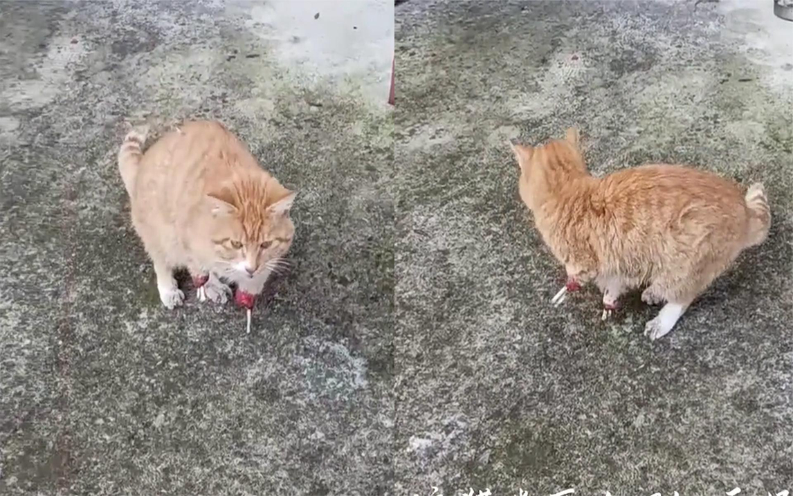 太可怜了!猫咪两只前脚被野猪夹夹断,坚强的用骨头走回了家哔哩哔哩bilibili