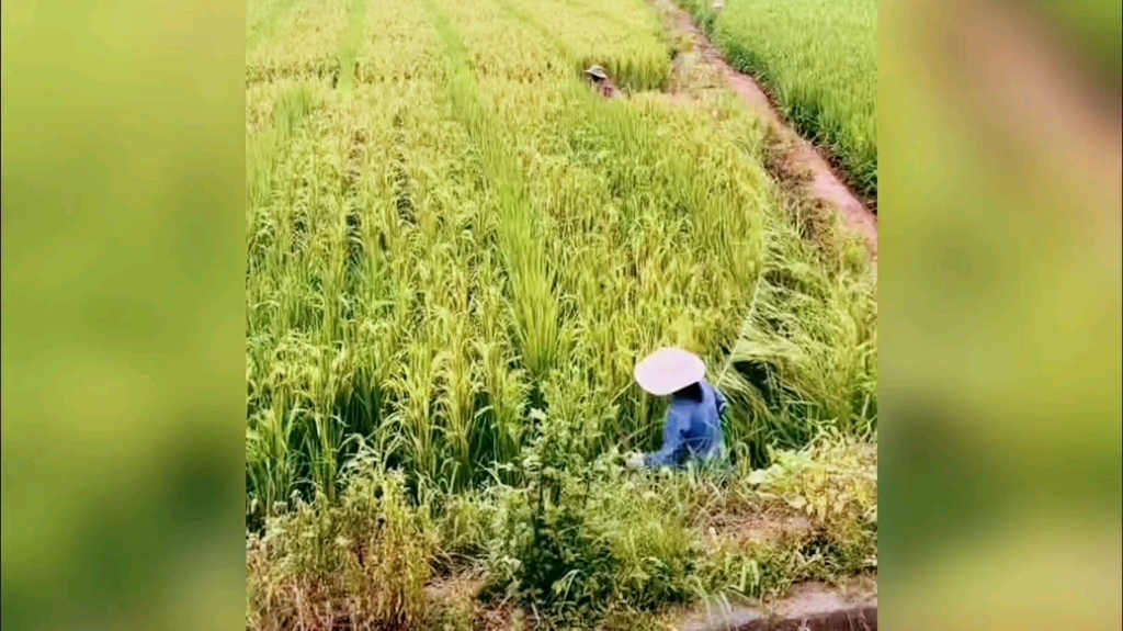 [图]这可都是农民伯伯的智慧！