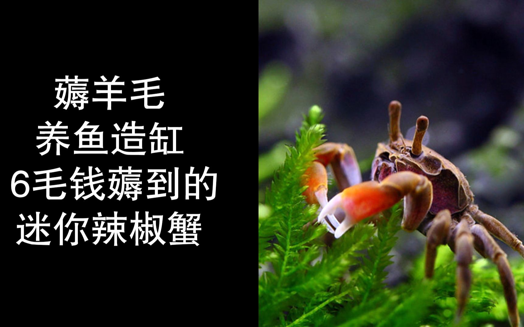 薅羊毛养鱼造缸系列6毛钱薅到的迷你辣椒蟹开箱超小超可爱它们能和