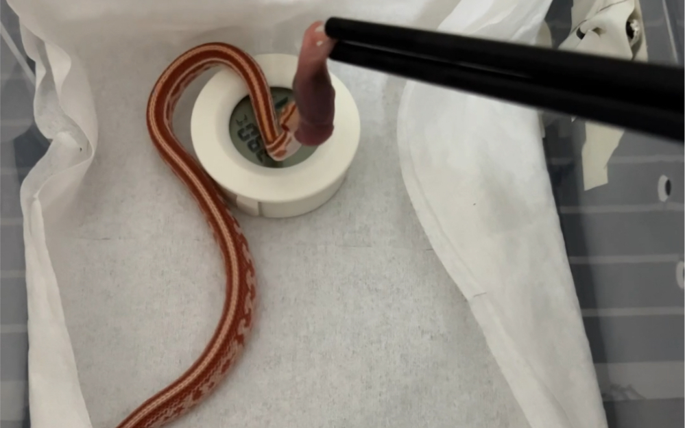 白化显直玉米蛇到家第二吃