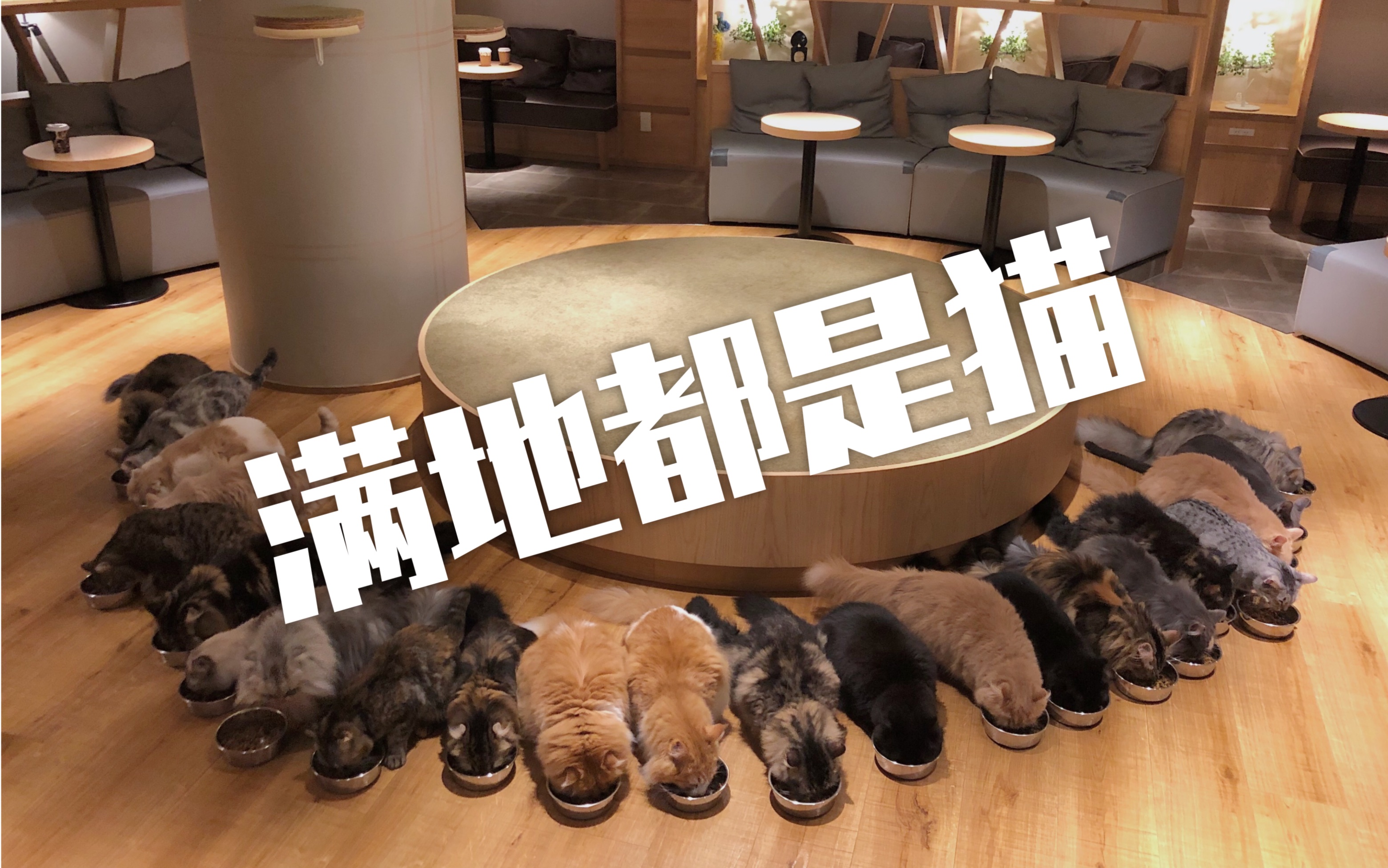 日本东京最红的猫咖mocha lounge——满地都是小猫咪!
