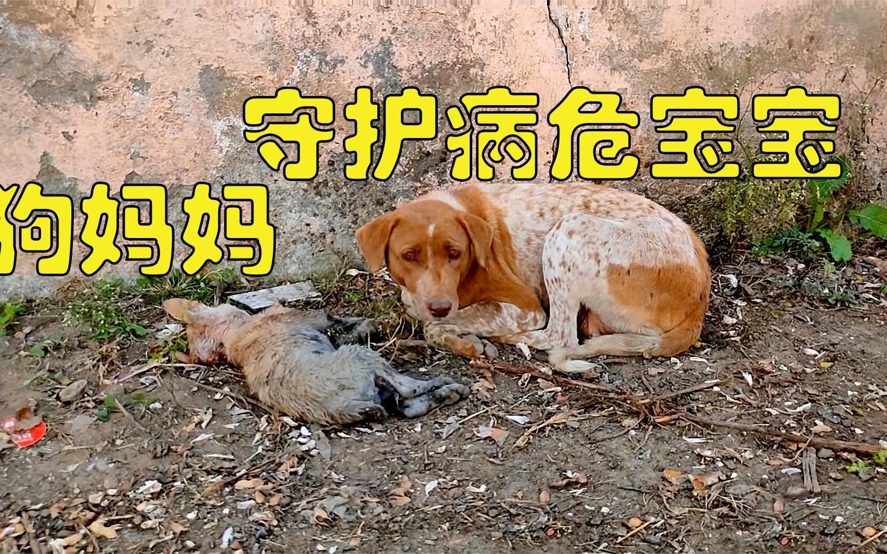 狗妈妈守护着奄奄一息的狗宝宝,寸步不离,感人的画面让人泪目