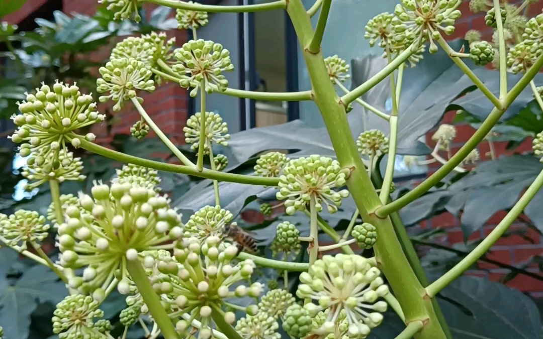 八角金盘开花了(12.4)