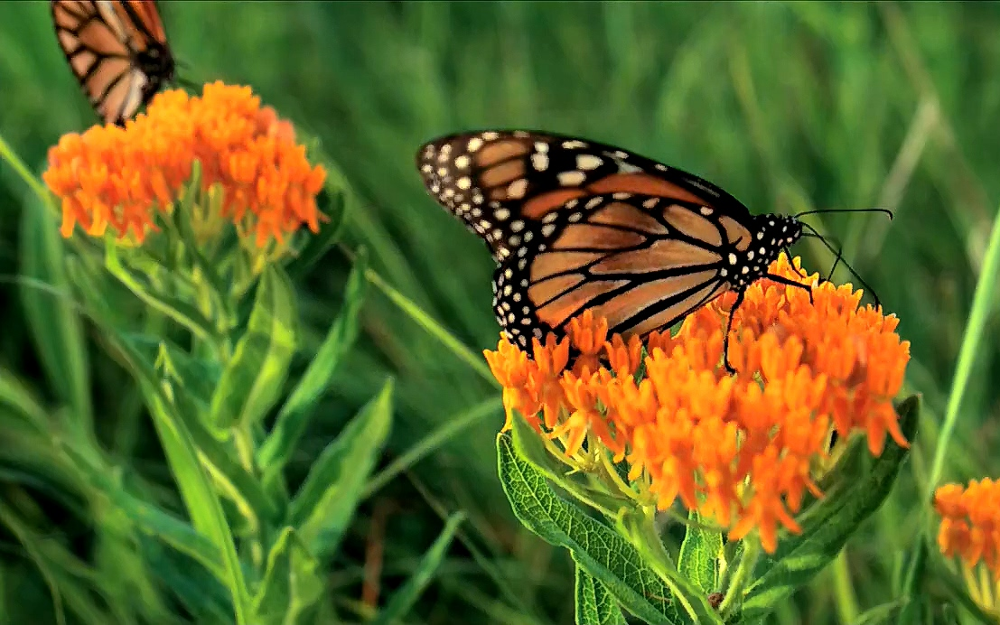 【纪录片】生命之翼【1080p】【双语特效字幕】【纪录片之家爱自然】