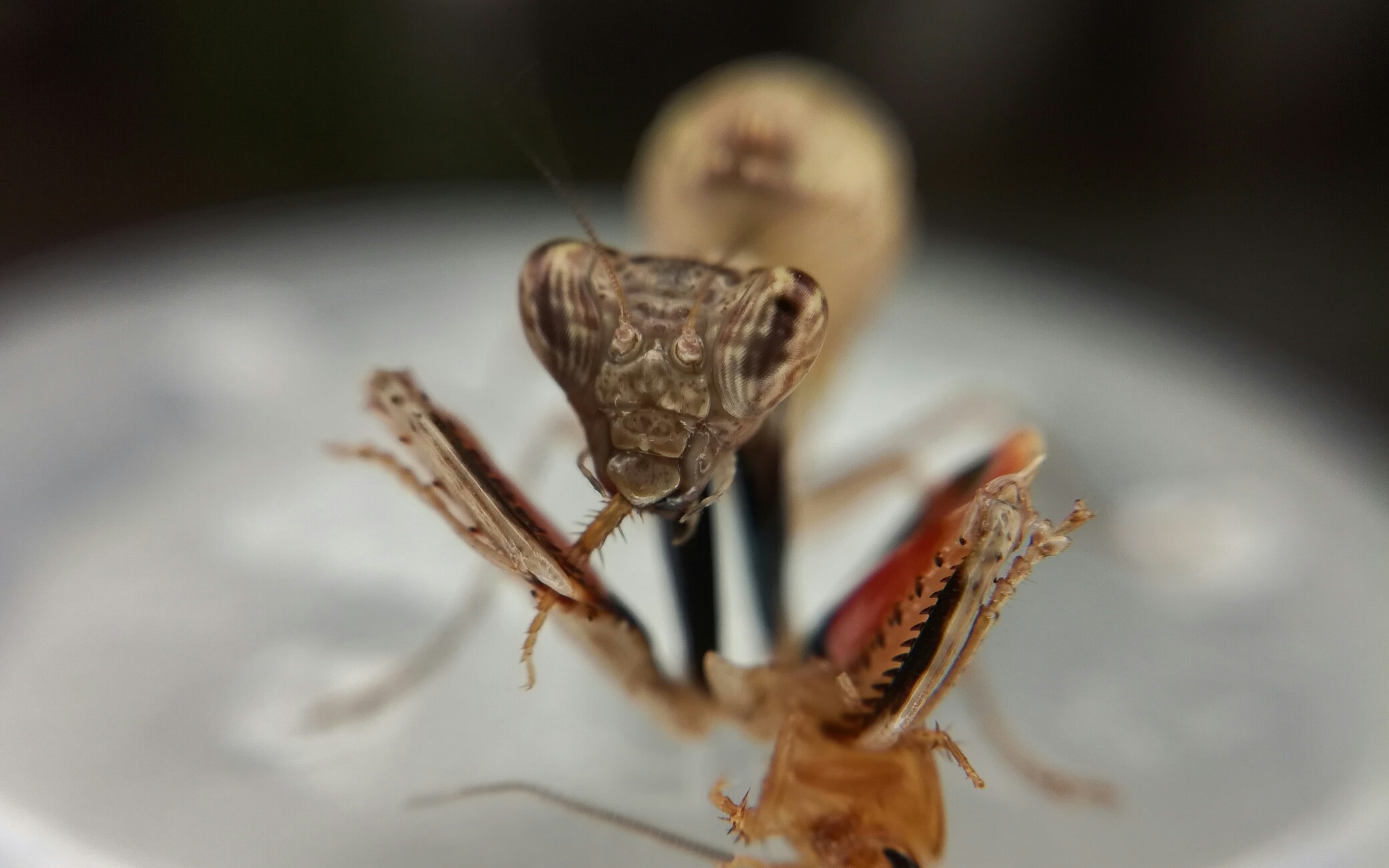 霍氏巨腿螳进食_哔哩哔哩 (゜-゜)つロ 干杯~-bilibili