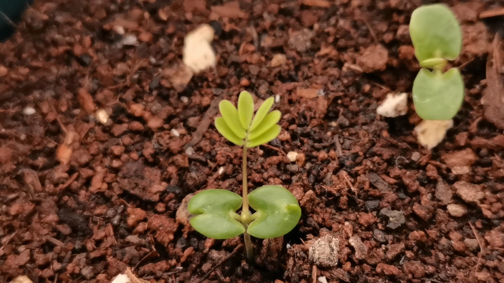 含羞草发芽了
