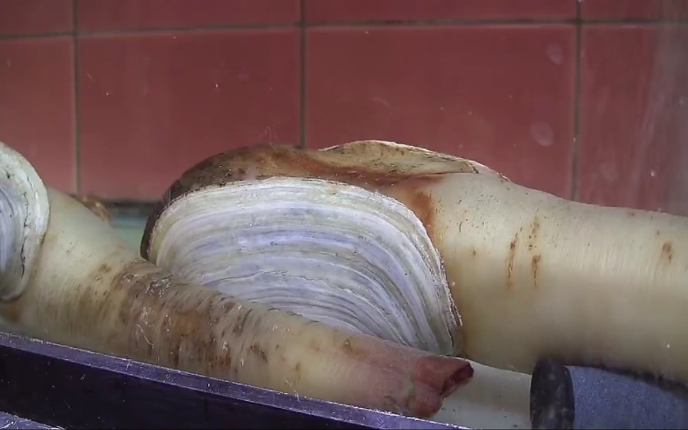【日本美食】象拔蚌寿司 !如何料理象拔蚌才能整的不像快手那么埋汰?