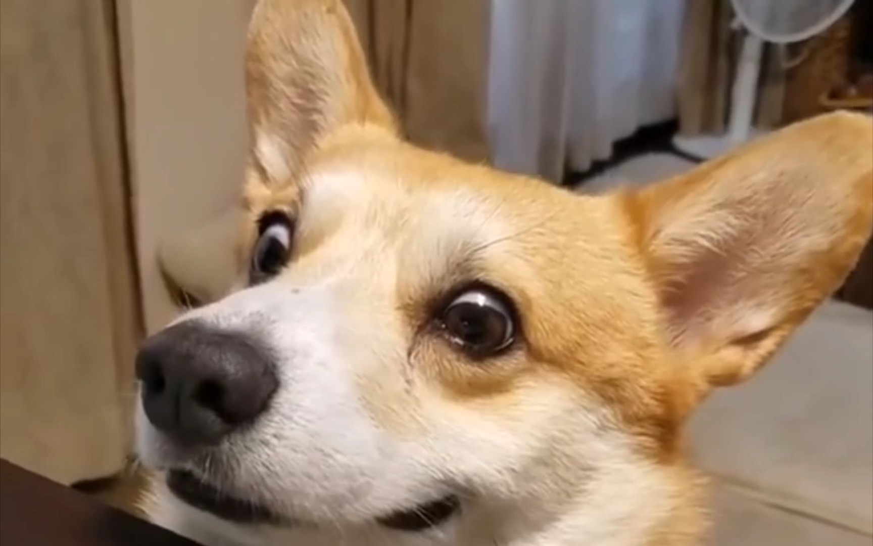 柯基gen嘴馋的时候的样子,眼巴巴地充满期待的目光不停示意主银快给吃