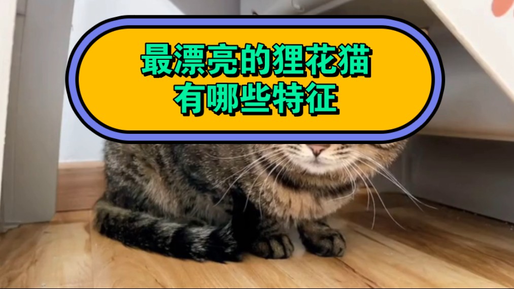 最漂亮的狸花猫有哪些特征哔哩哔哩bilibili