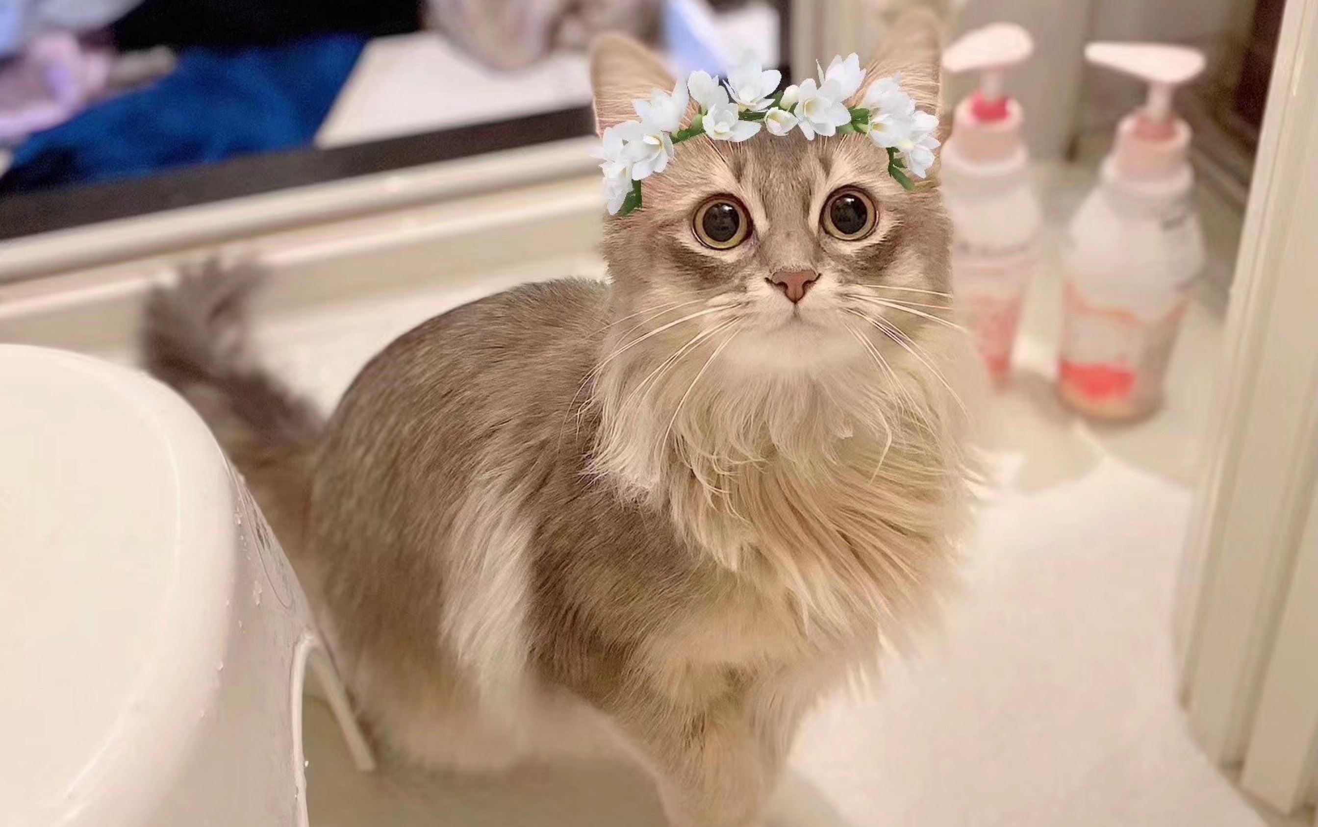 【猫猫】摸摸猫猫头,诸事不发愁～ 让我明年也能有猫吸w