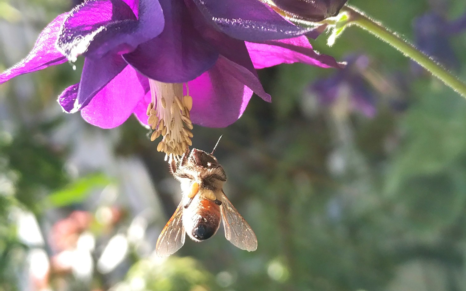蜜蜂采蜜搓脚脚_哔哩哔哩_bilibili