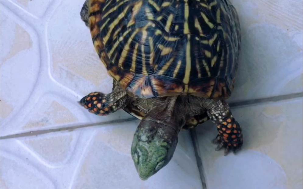 锦箱龟 yewang_哔哩哔哩_bilibili