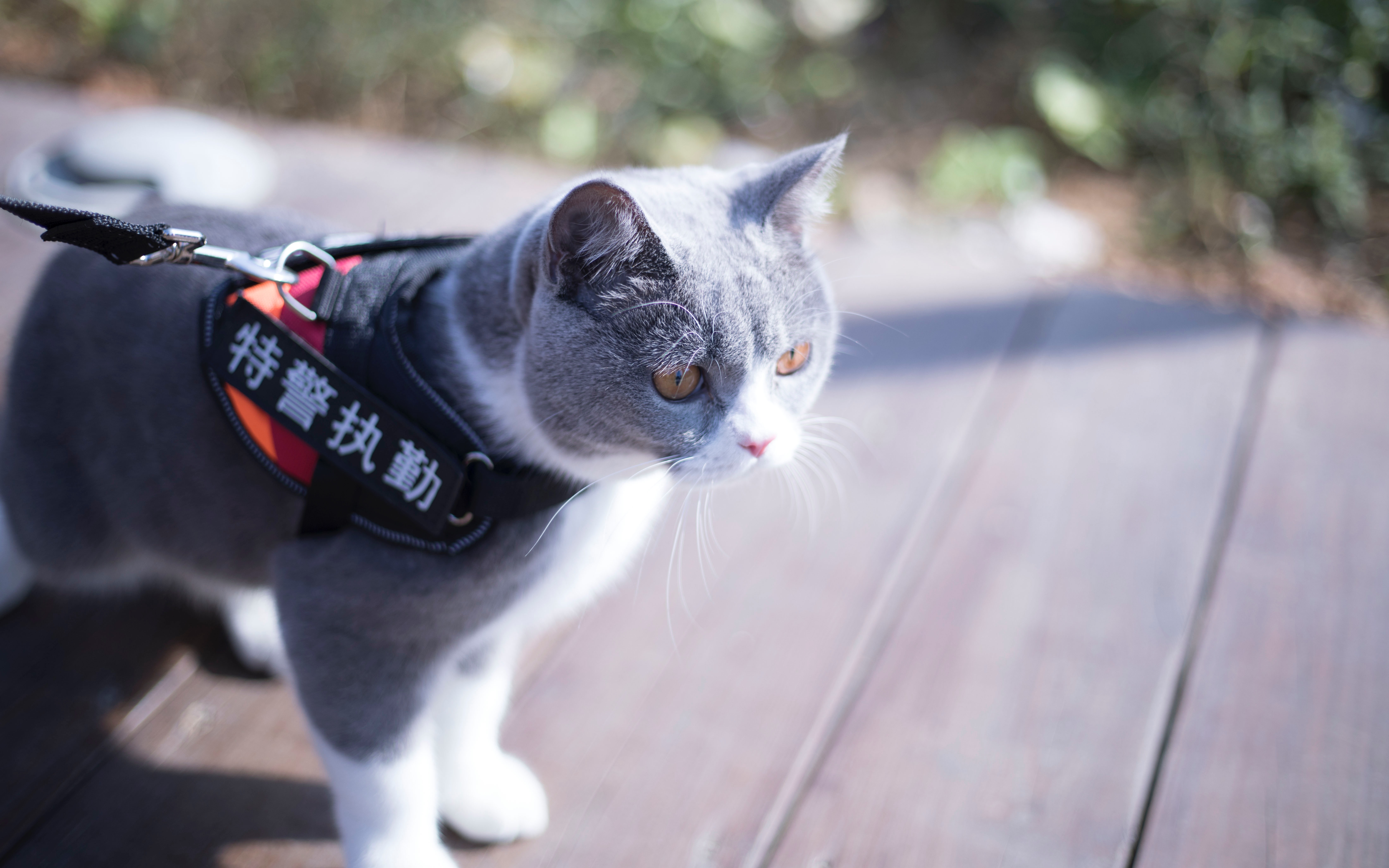 蓝白英短的日常吃草--稀罕喵馆