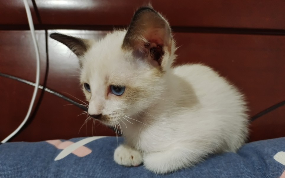 长着无辜脸的鬼子猫