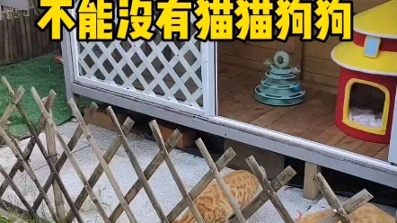 [图]让猫猫治愈这几天破碎的心吧