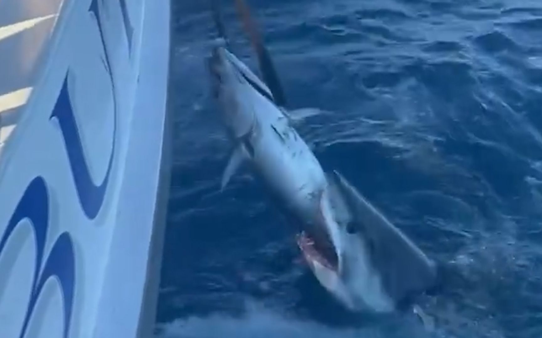 美国渔民上演"人鲨大战":鲨鱼紧咬渔民捕获金枪鱼 双方展开争夺