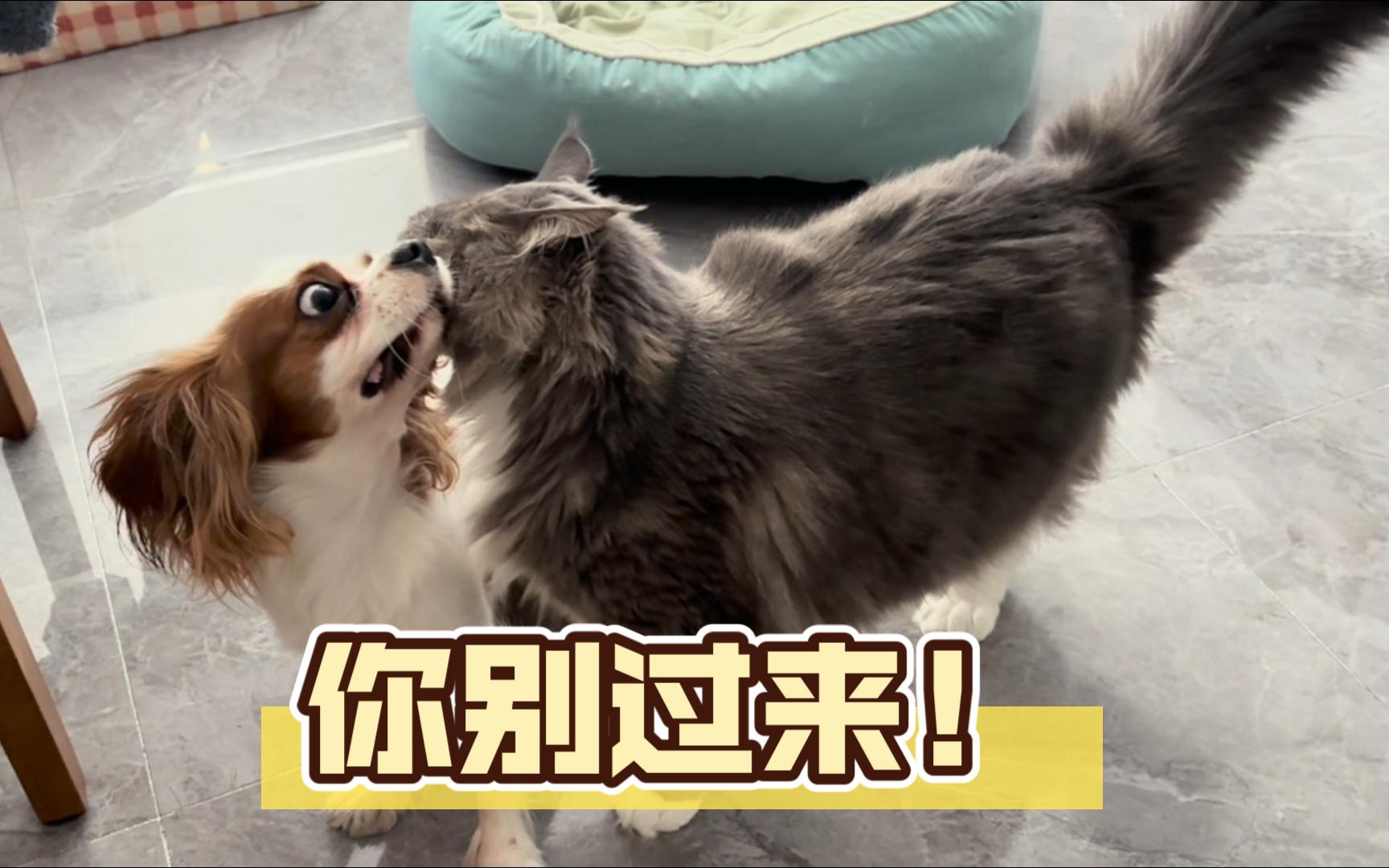 蟑螂最怕的三种东西百科在线