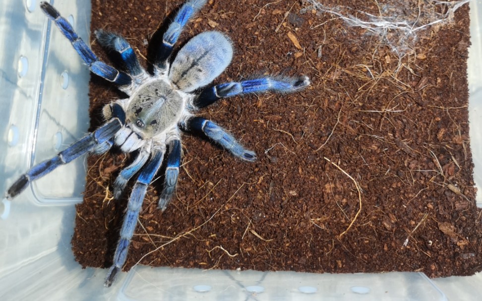 成体金属蓝的开箱_哔哩哔哩_bilibili