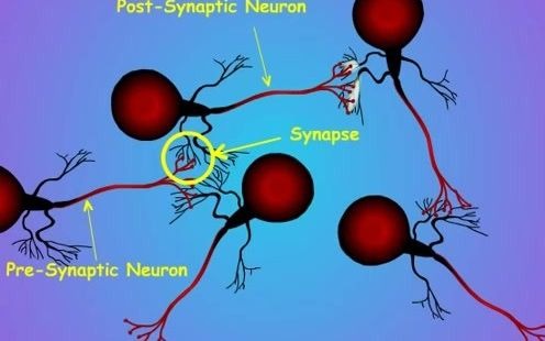 5. Synapse Structure and Function突触的结构和功能哔哩哔哩bilibili