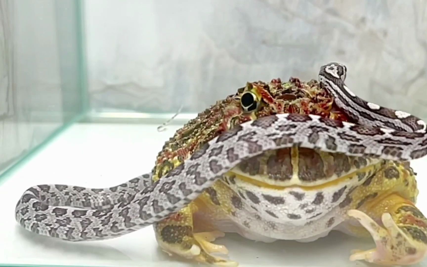 角蛙兄轻松的吞下大蛇等待消化变屎拉出