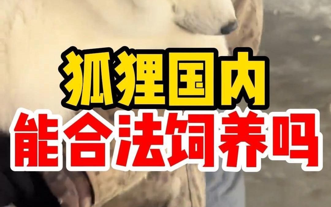 狐狸在国内能不能养?重点是好养吗?哔哩哔哩bilibili