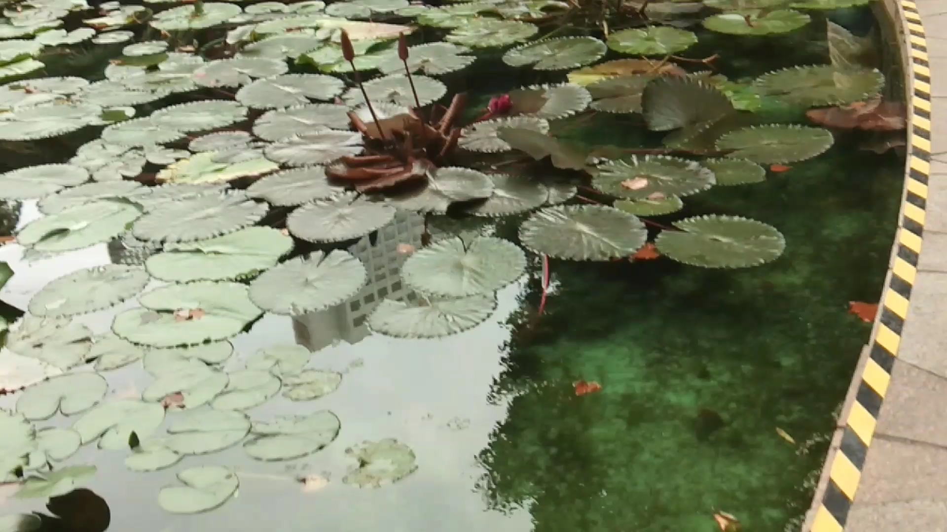 [图]池塘荷花莲子