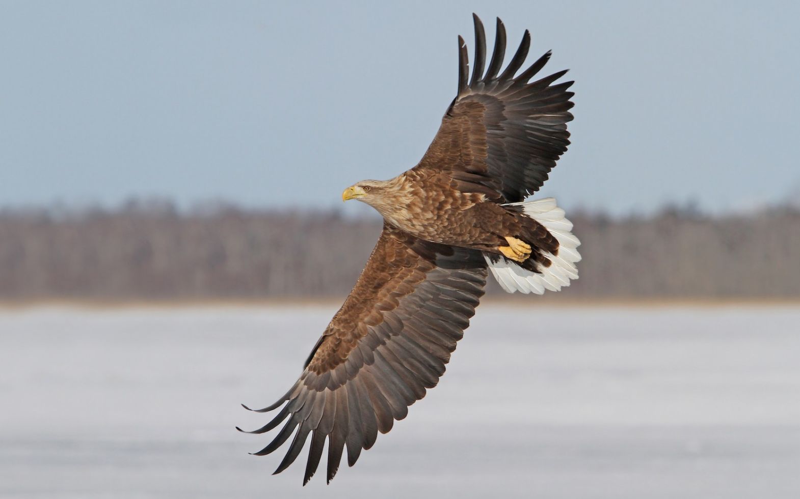 白尾海雕猎捕水鸟 white-tailed eagle hunts greylag goose no.
