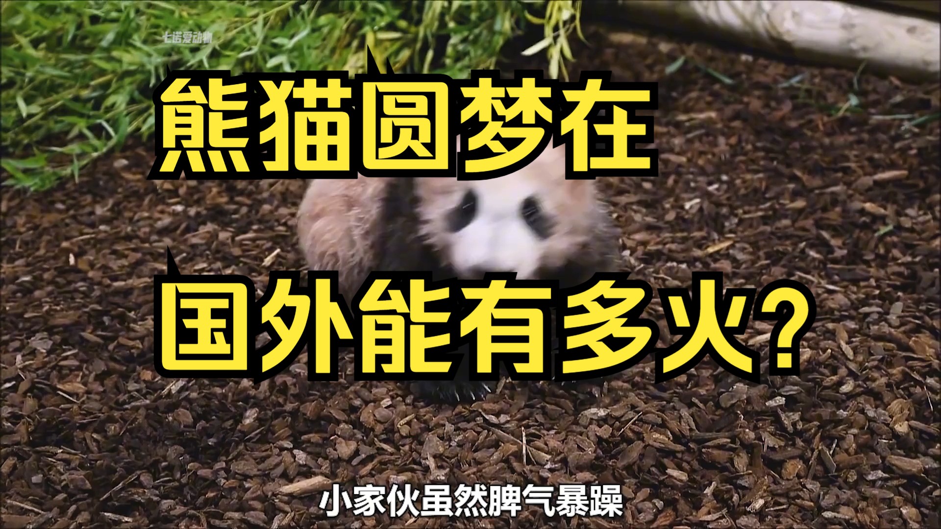 熊猫圆梦在国外能有多火?出生即顶流,甚至还敢对第一夫人发脾气