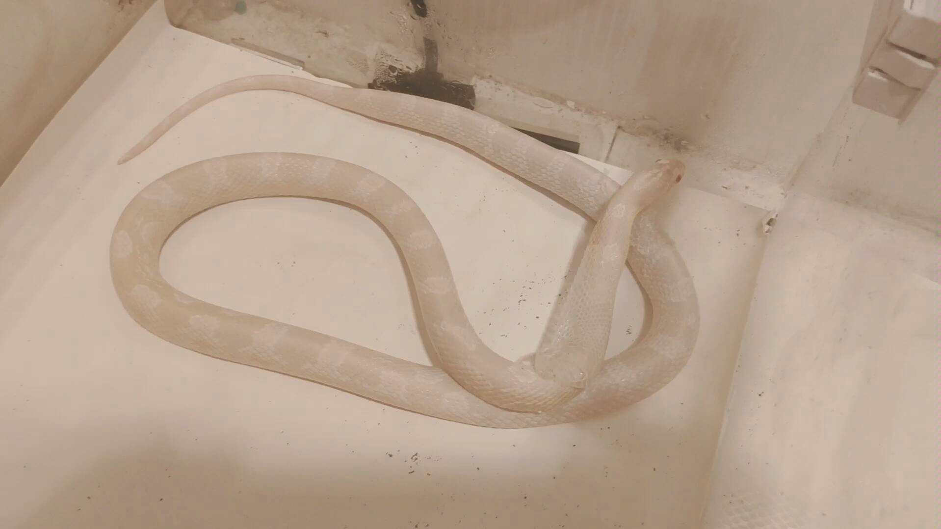 【玉米蛇】蜕皮全程