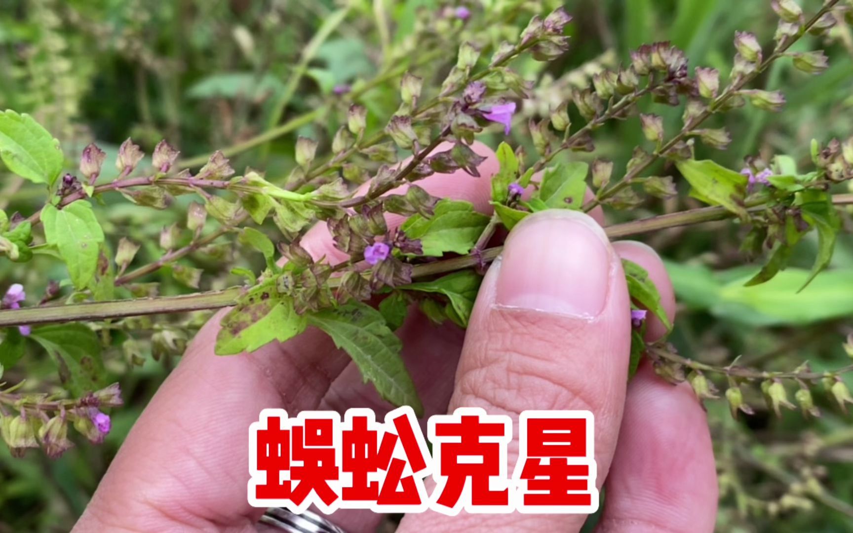 小鱼仙草也叫痱子草,号称“蜈蚣克星”,作用厉害,我也是才知道哔哩哔哩bilibili