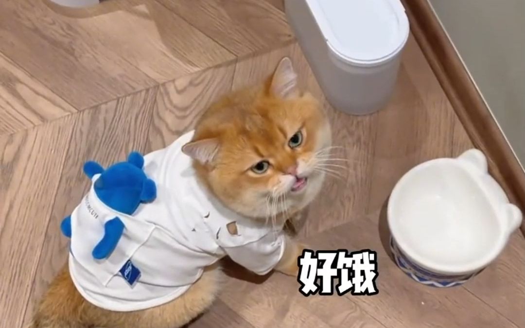 还没整明白?猫粮怎么选看这篇!|猫粮推荐哔哩哔哩bilibili