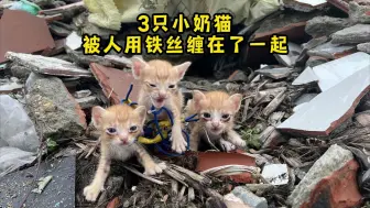 Download Video: 垃圾堆里，3只小奶猫被人用铁丝绑了起来，它们才3个月大啊！