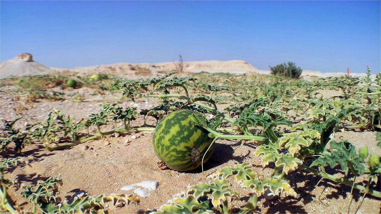沙漠中的西瓜碰不得!作死游客不听劝阻,下一秒瞬间后悔